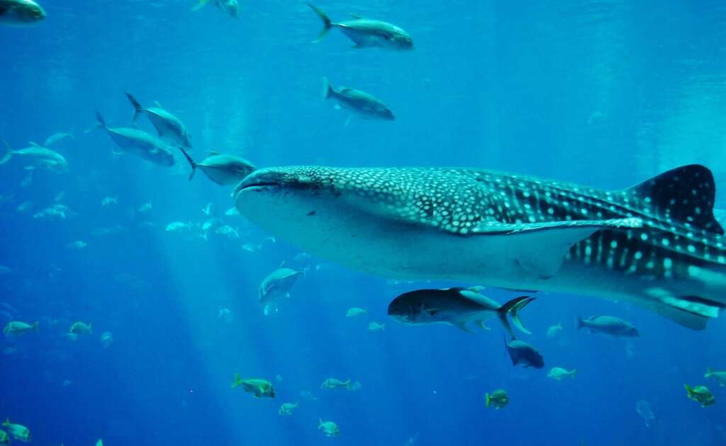 Cancun Whale Shark Tours