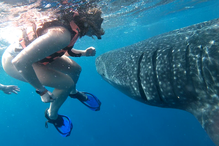 whale shark tour